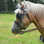 DSC 1236 - Paardenvierdaagse Barchem