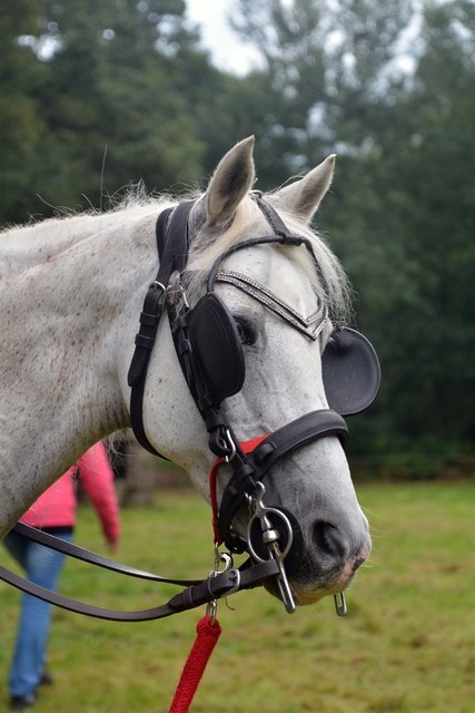 DSC 1241 Paardenvierdaagse Barchem