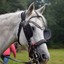 DSC 1241 - Paardenvierdaagse Barchem