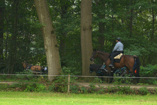 DSC 1243 Paardenvierdaagse Barchem