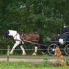 DSC 1251 - Paardenvierdaagse Barchem