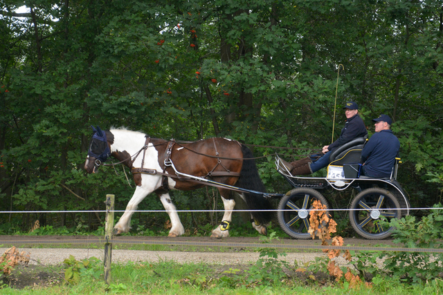 DSC 1251 Paardenvierdaagse Barchem