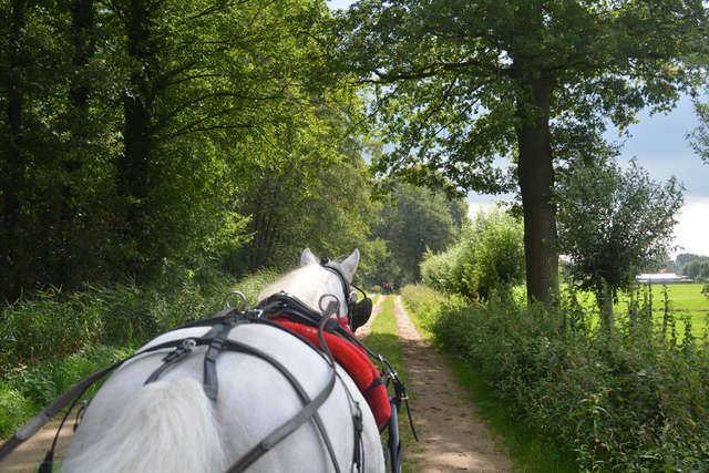 DSC 1265 Paardenvierdaagse Barchem