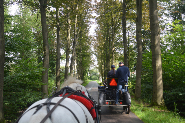 DSC 1271 Paardenvierdaagse Barchem