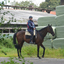 DSC 1273 - Paardenvierdaagse Barchem