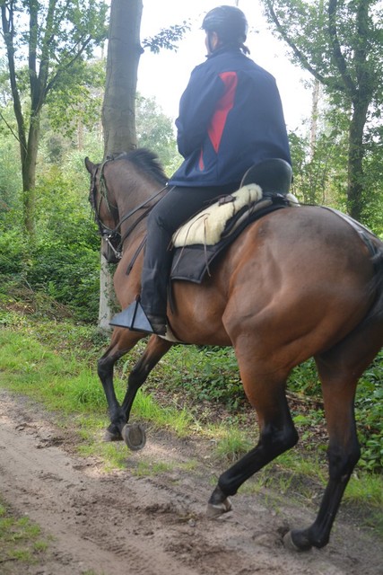 DSC 1278 Paardenvierdaagse Barchem