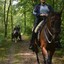 DSC 1293 - Paardenvierdaagse Barchem