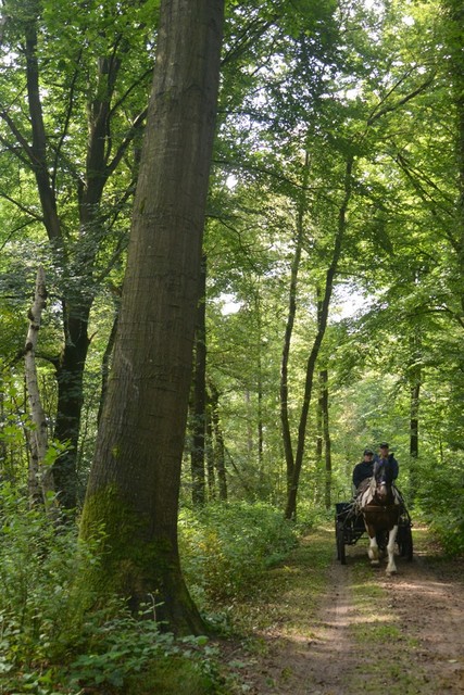 DSC 1294 Paardenvierdaagse Barchem