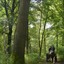 DSC 1294 - Paardenvierdaagse Barchem