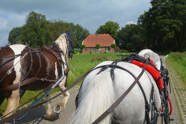 DSC 1307 Paardenvierdaagse Barchem