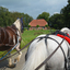 DSC 1307 - Paardenvierdaagse Barchem