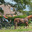 DSC 1310 - Paardenvierdaagse Barchem