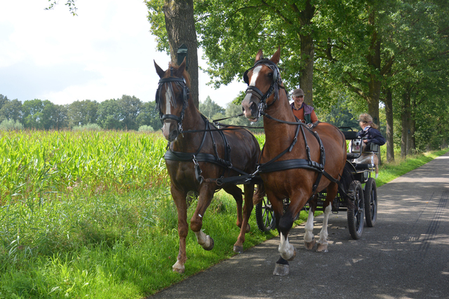 DSC 1316 Paardenvierdaagse Barchem