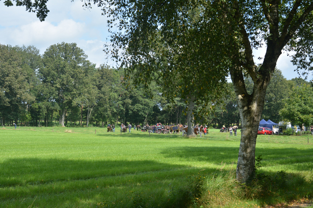 DSC 1362 Paardenvierdaagse Barchem