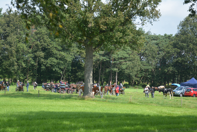 DSC 1364 Paardenvierdaagse Barchem