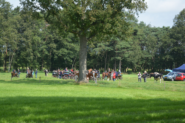 DSC 1365 Paardenvierdaagse Barchem