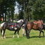 DSC 1372 - Paardenvierdaagse Barchem