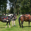 DSC 1373 - Paardenvierdaagse Barchem