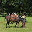 DSC 1374 - Paardenvierdaagse Barchem