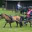 DSC 1376 - Paardenvierdaagse Barchem