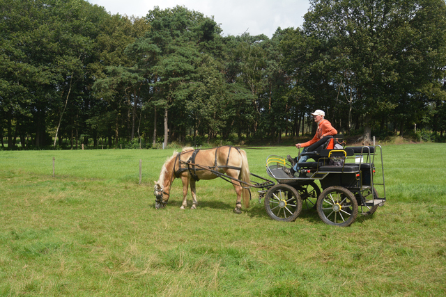 DSC 1384 Paardenvierdaagse Barchem