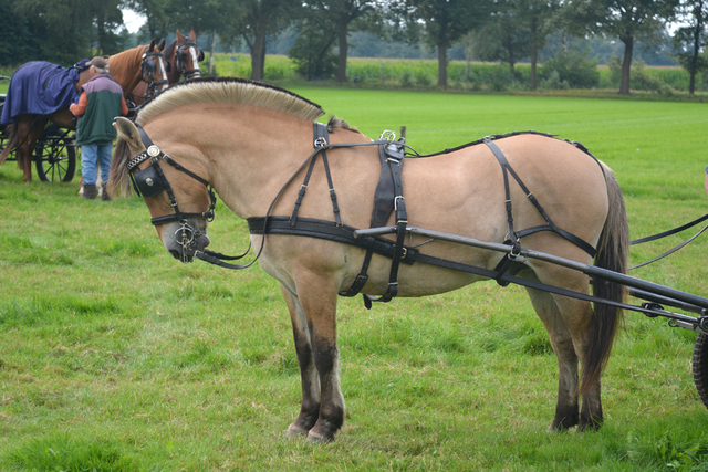 DSC 1388 Paardenvierdaagse Barchem