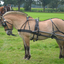 DSC 1388 - Paardenvierdaagse Barchem