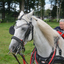 DSC 1394 - Paardenvierdaagse Barchem