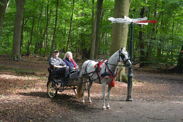 DSC 1406 Paardenvierdaagse Barchem