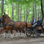 DSC 1411 - Paardenvierdaagse Barchem