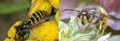 Wasp Nest Removal Picture Box