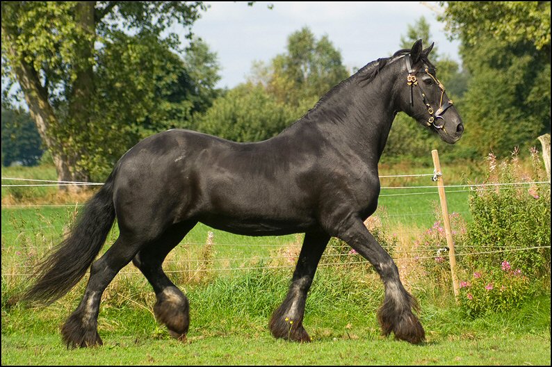 101 - Friesje 31 aug