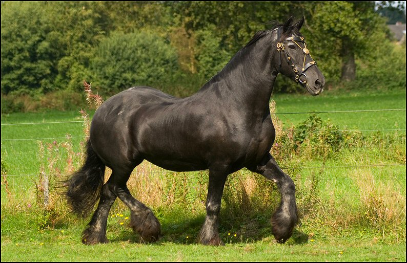 113 - Friesje 31 aug