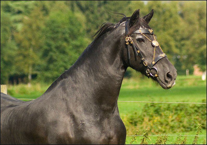 116 - Friesje 31 aug