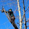dead-limbs-removed-from-tre... - Norwalk Tree Service
