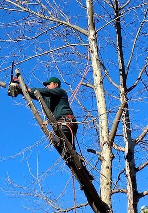 dead-limbs-removed-from-tree-canopy Norwalk Tree Service