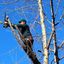 dead-limbs-removed-from-tre... - Norwalk Tree Service