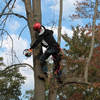 limbs-being-trimmed-in-norw... - Norwalk Tree Service