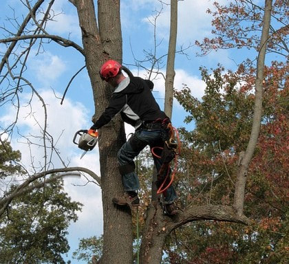 limbs-being-trimmed-in-norwalk orig Norwalk Tree Service