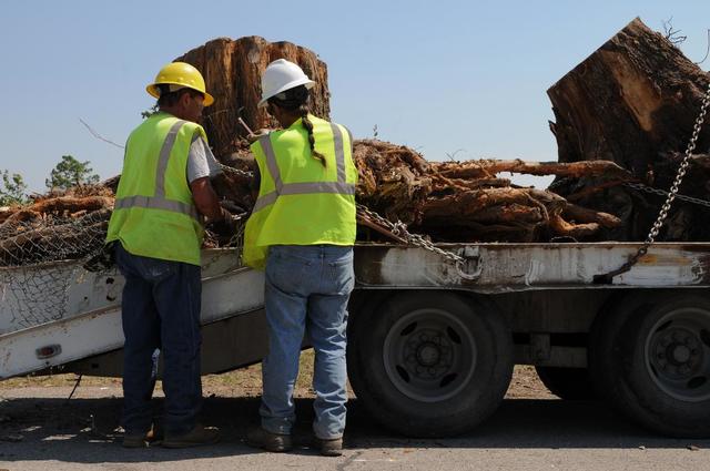 stump-grinding-crew orig Norwalk Tree Service