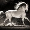 gaited horse - PasoFino967