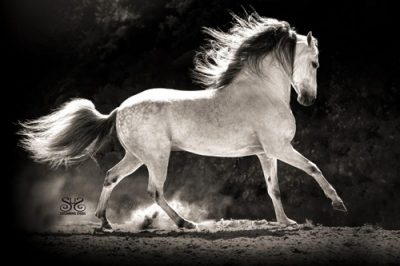 gaited horse PasoFino967