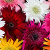 Buy Flowers Abington MA - Florist in Abington, MA