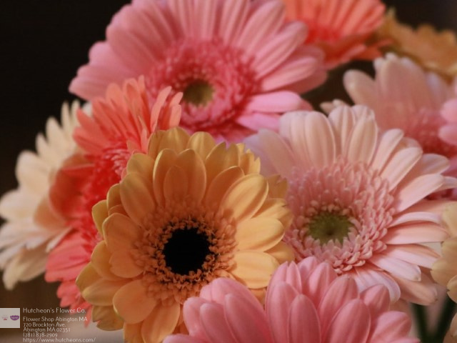 Send Flowers Abington MA Florist in Abington, MA