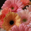Buy Flowers Wapakoneta OH - Florist in Wapakoneta, OH