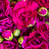 Flower Delivery in Fort Lau... - Florist in Fort Lauderdale, FL