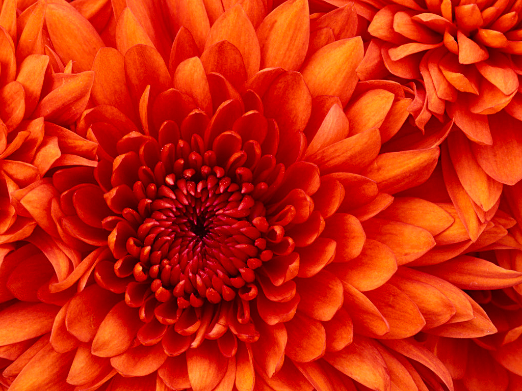 Chrysanthemum https://supplements4fitness.com/vigornow/