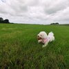 Secure Dog Exercise Field - Picture Box