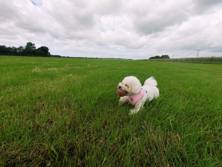 Secure Dog Exercise Field Picture Box