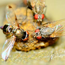 Commercial Pest Control Picture Box